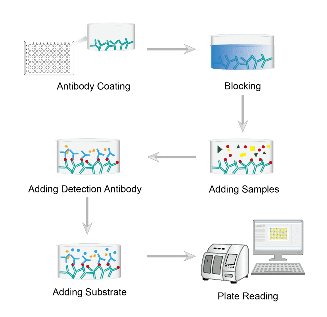 Enzyme-linked Immunosorbent Assay