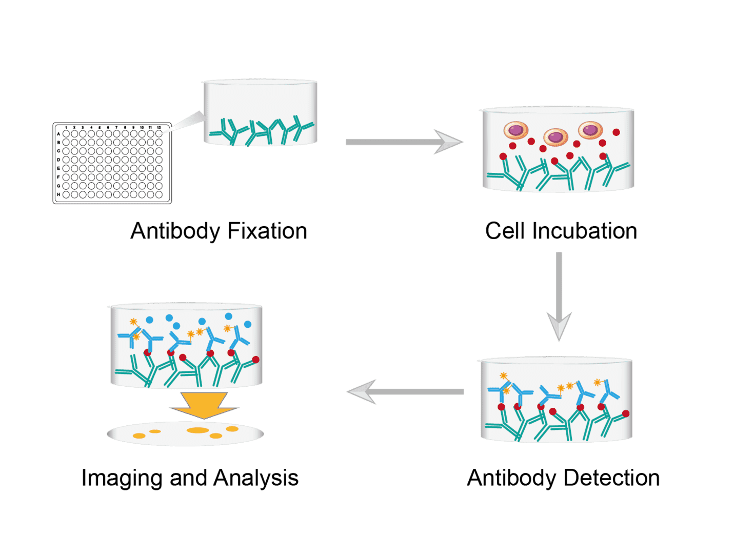 Enzyme-linked Immunosorbent Spot