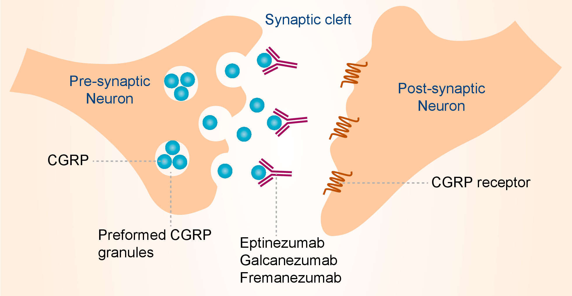 Mechanism of action of eptinezumab