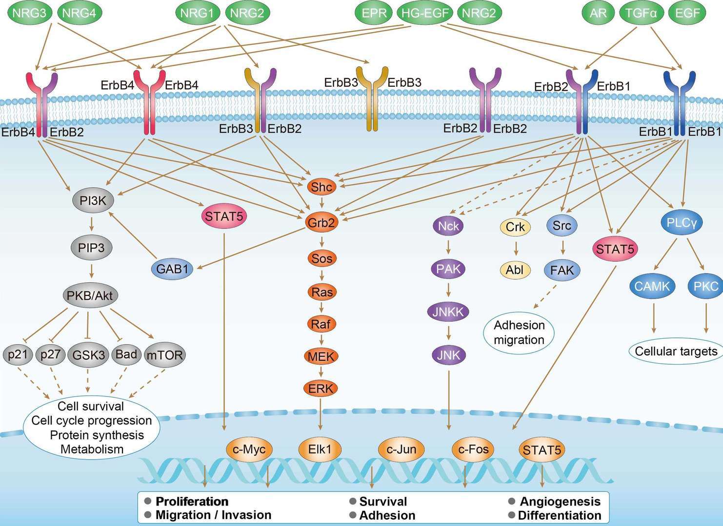 ErbB Signaling Pathway