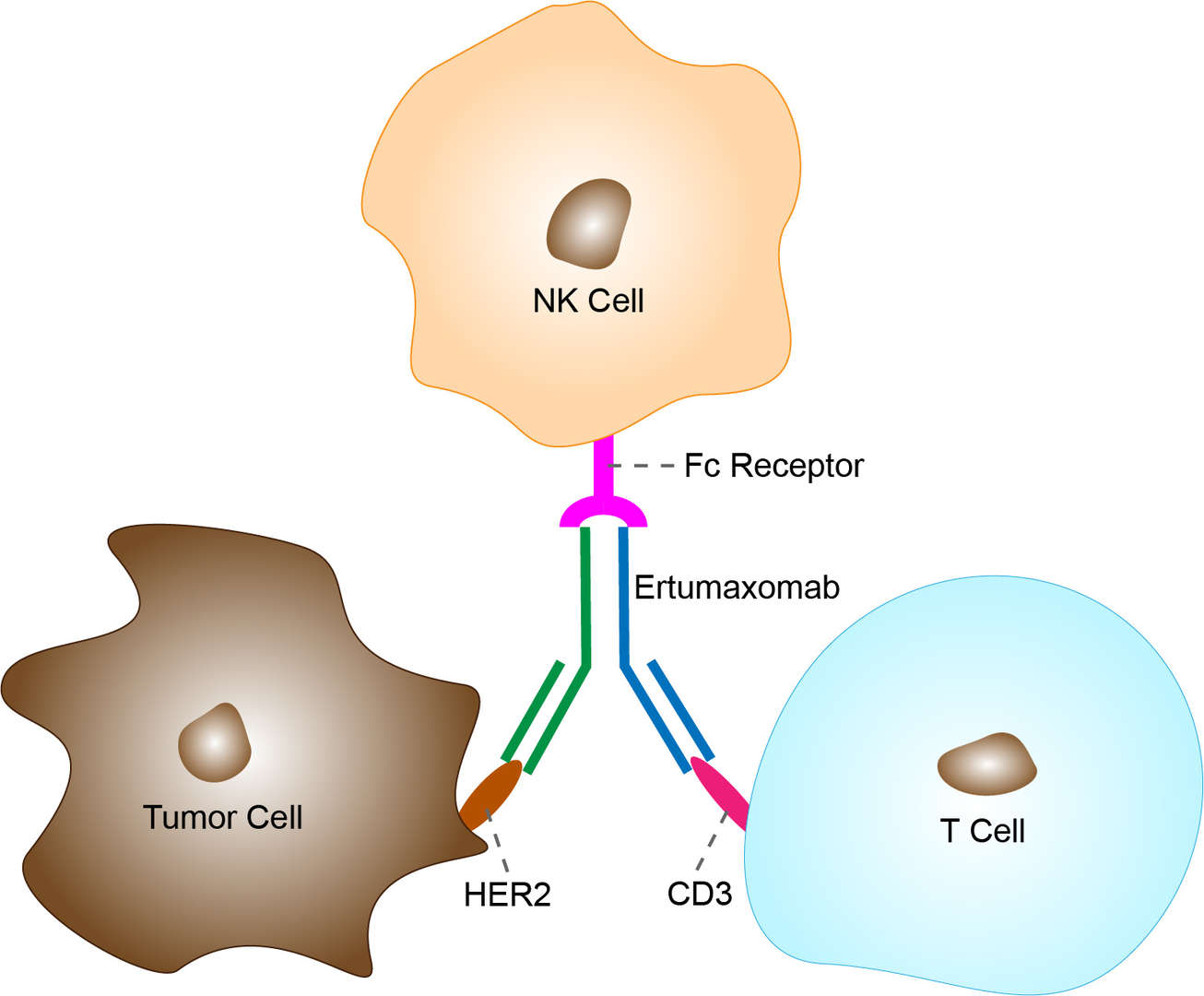 Mechanism of action of Ertumaxomab