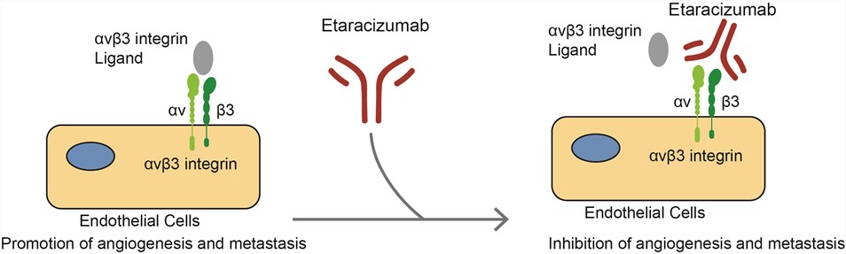 Mechanism of action of Etaracizumab