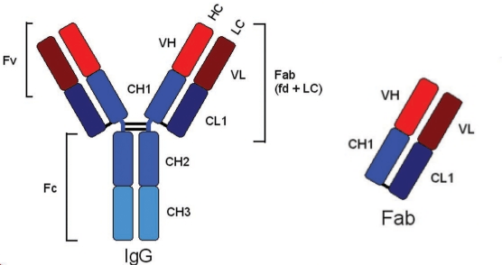 Fab Fragment Antibodies