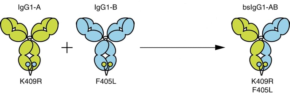 Diagram of Fab-arm exchange bispecific antibody