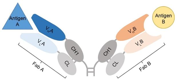 Diagram of a Fab BsAb structure