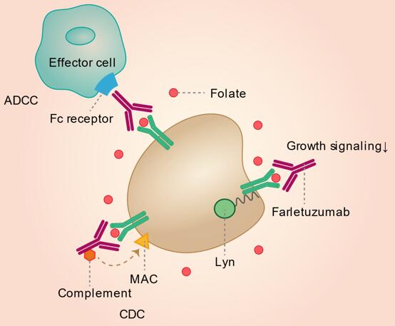 Mechanism of action of Farletuzumab