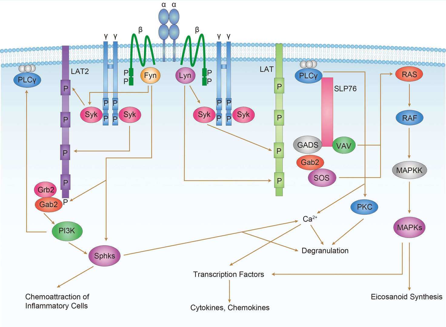 FcεR1 Signaling Pathway