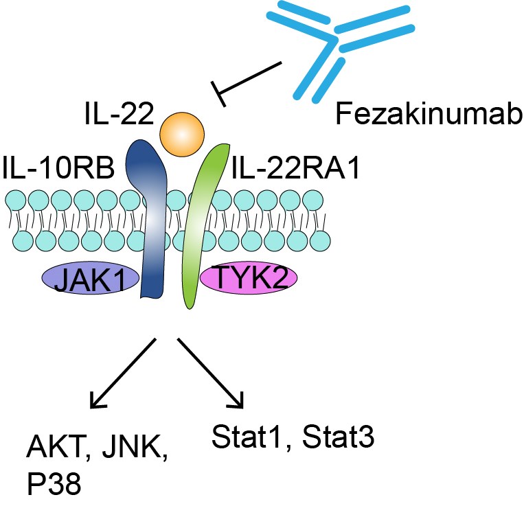 Mechanism of Action of Fezakinumab