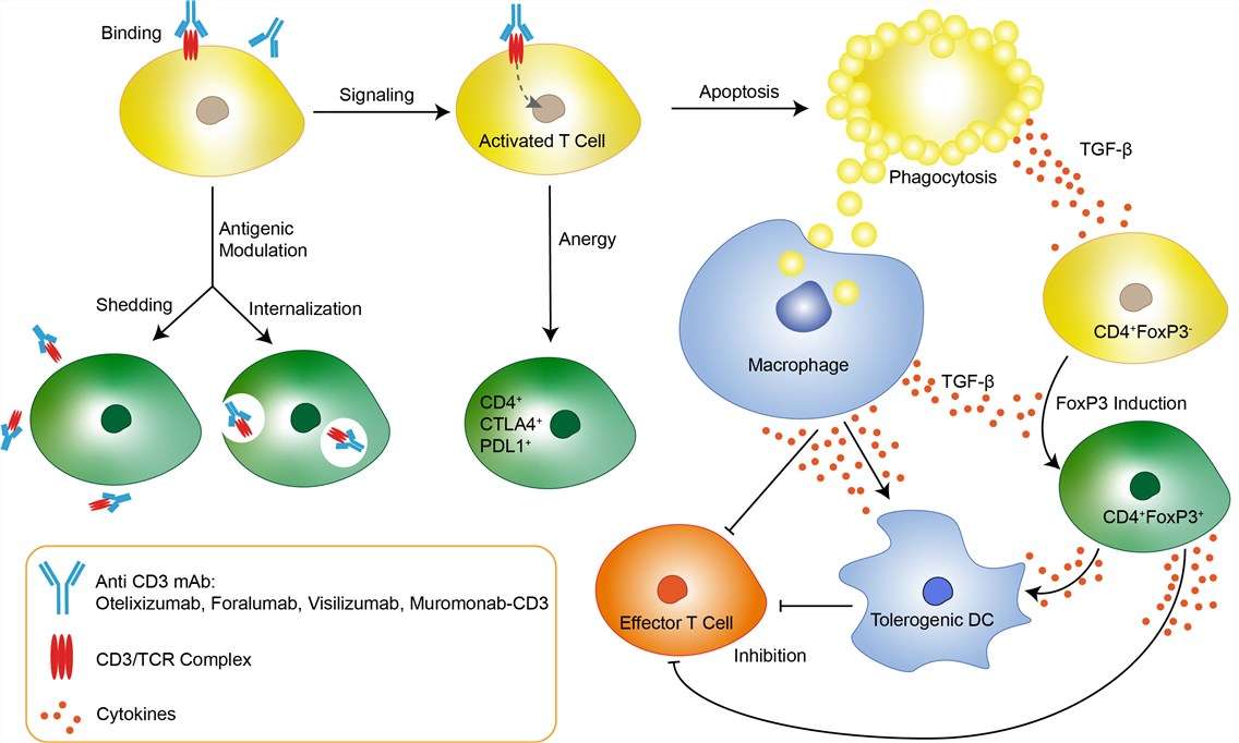 Mechanism of action of Foralumab