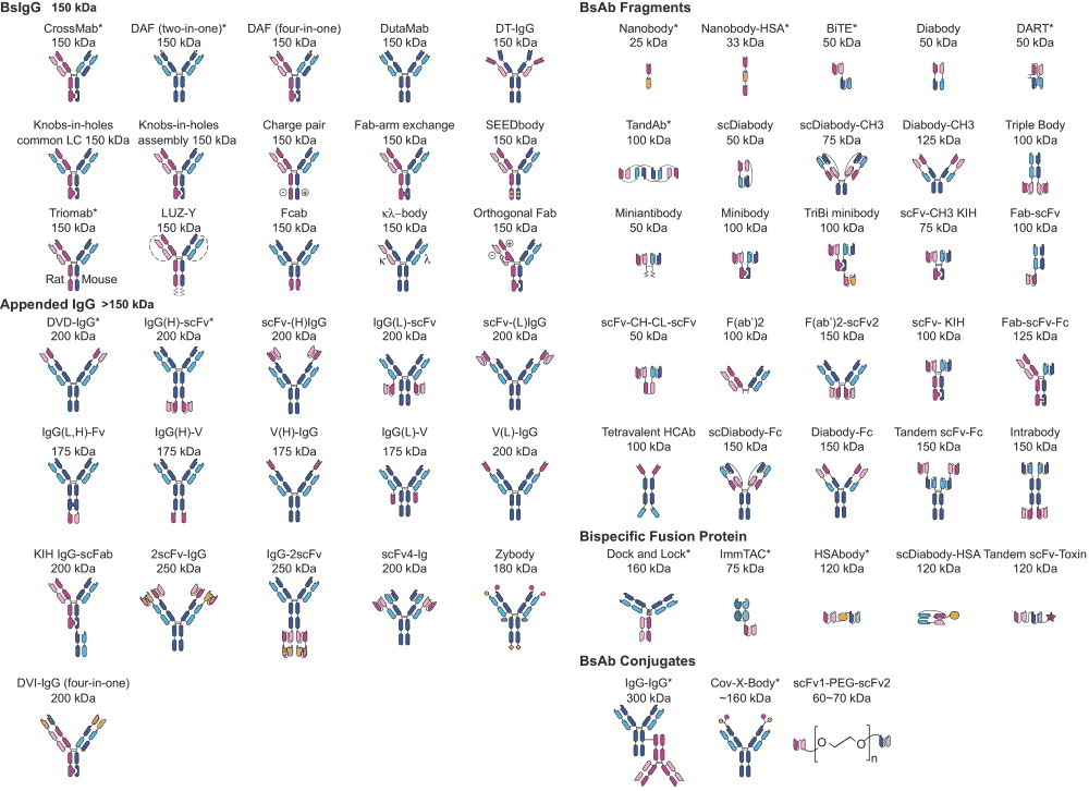 Formats of bispecific antibodies