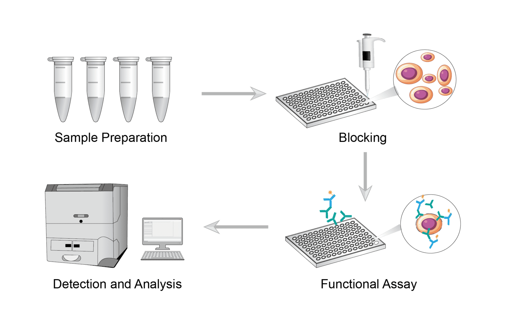 Functional Assay