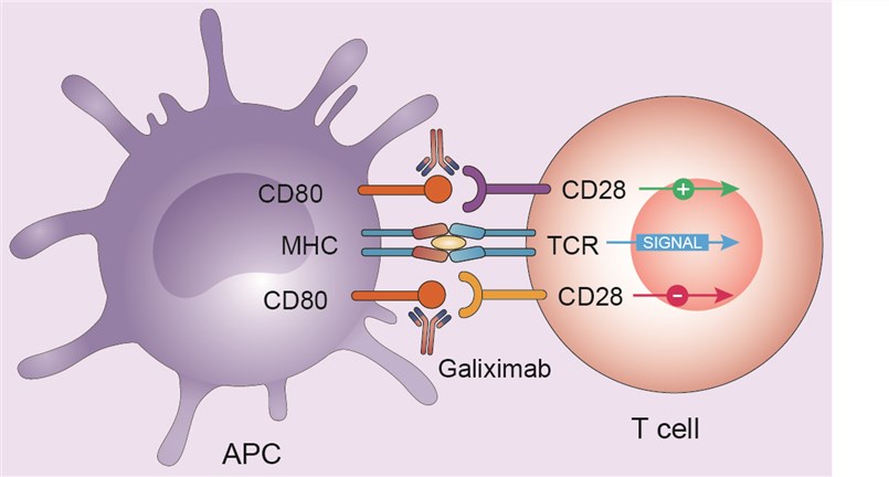 Mechanism of action of galiximab
