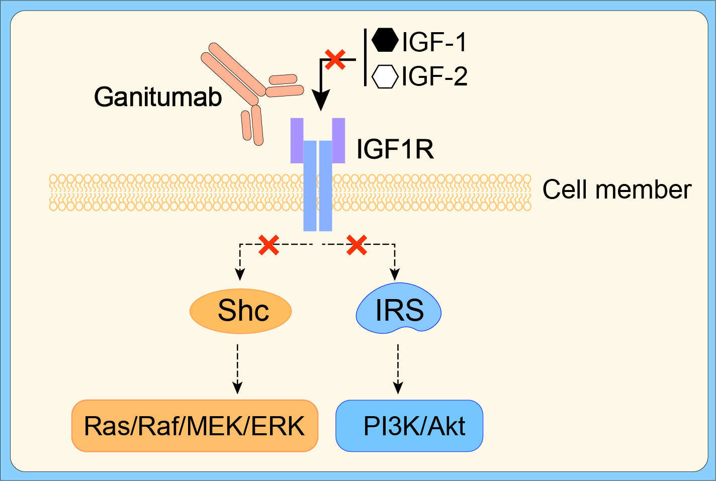 Mechanism of action of Ganitumab