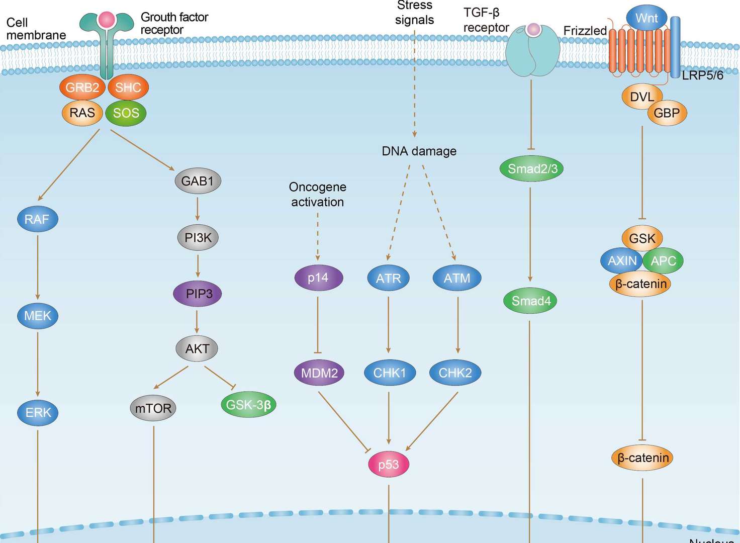 Gastric Cancer Overview - Pathways, Diagnosis, Targeted Therapies