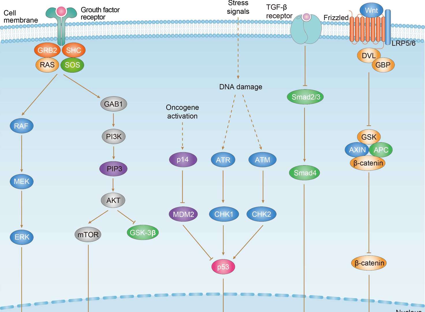 Gastric Cancer