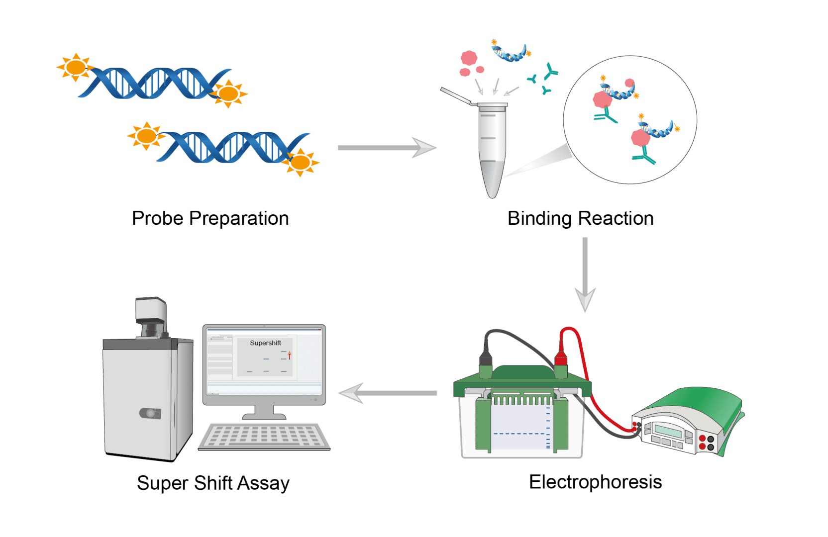 Gel Super Shift Assay