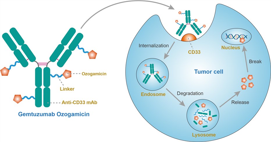 Mechanism of action of gemtuzumab ozogamicin