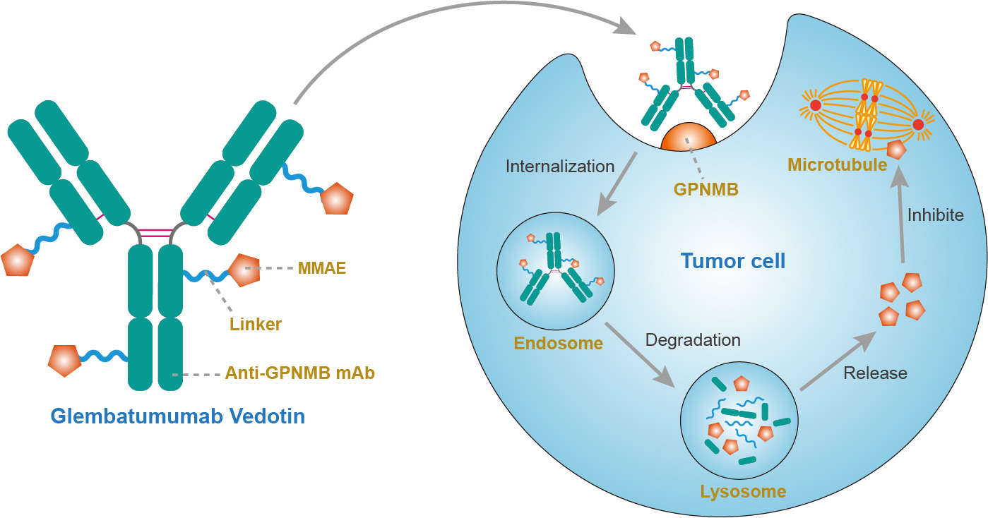 Mechanism of action of glembatumumab