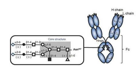 Glyco-Engineering Antibody