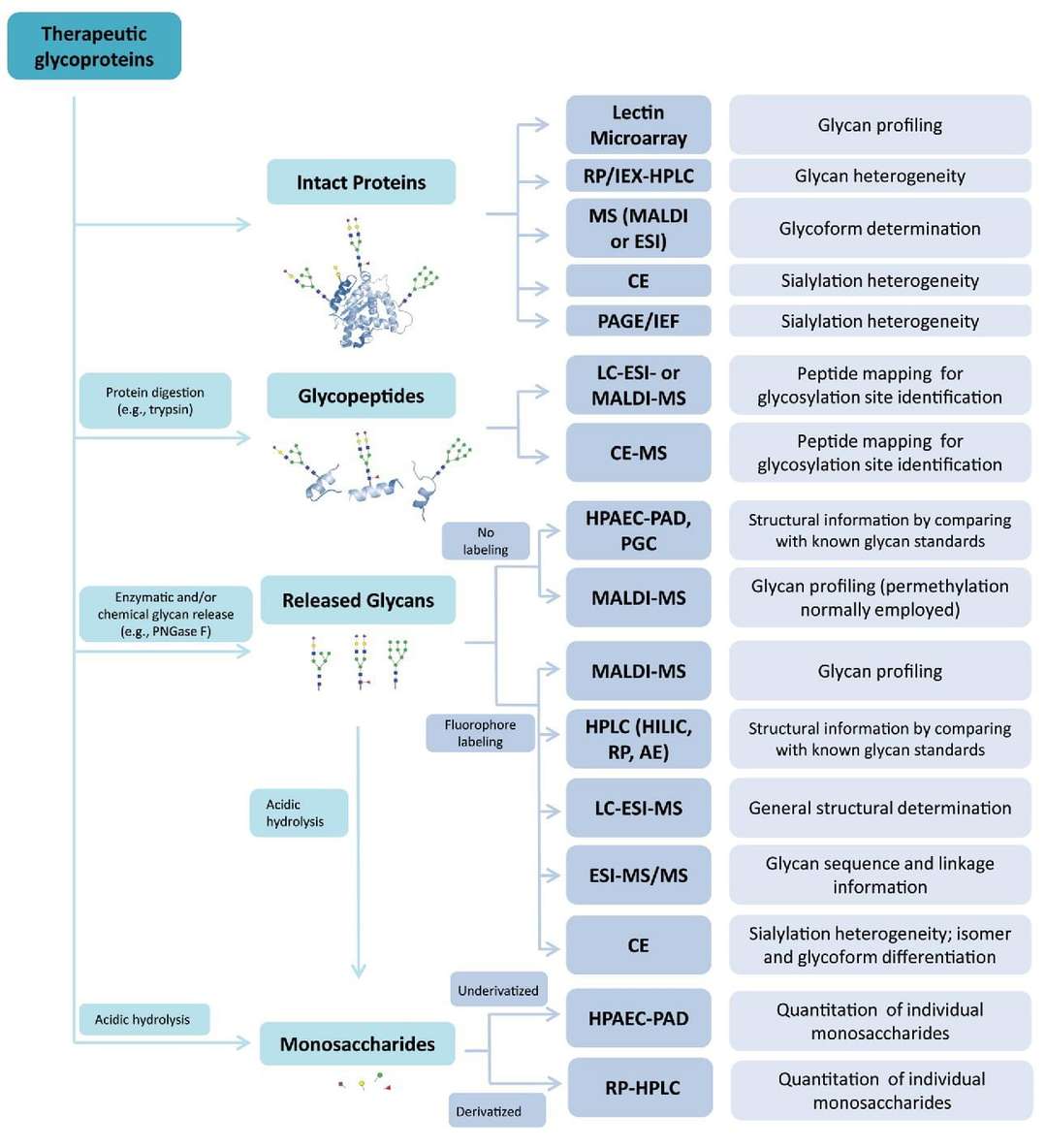 Glycosylation analysis of therapeutic glycoproteins