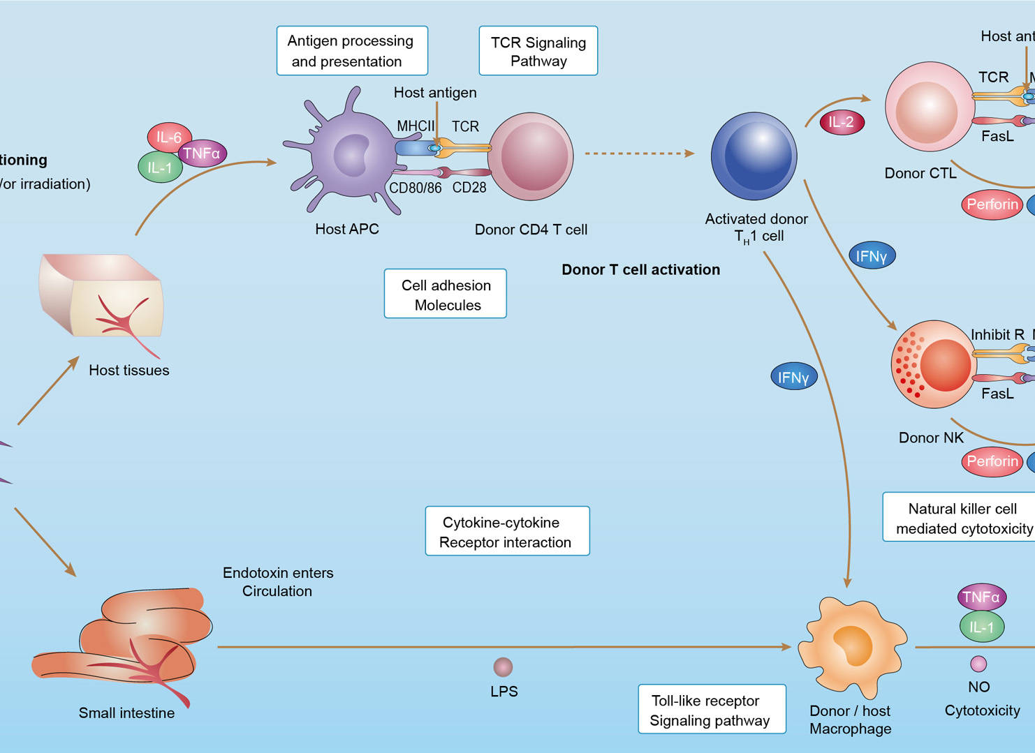 Graft versus host Disease Overview - Pathways, Diagnosis, Targeted Therapies