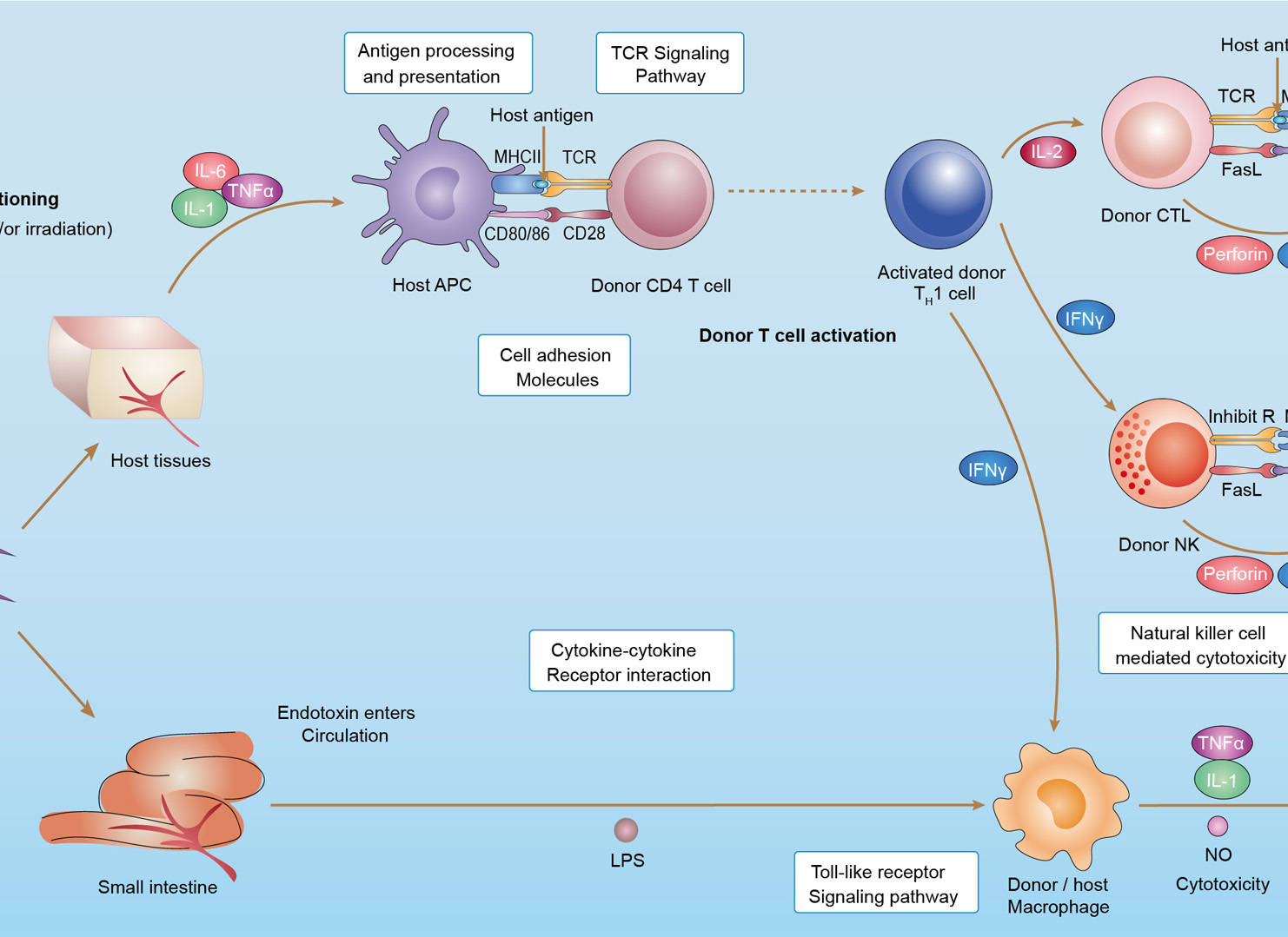 Graft-versus-Host Disease