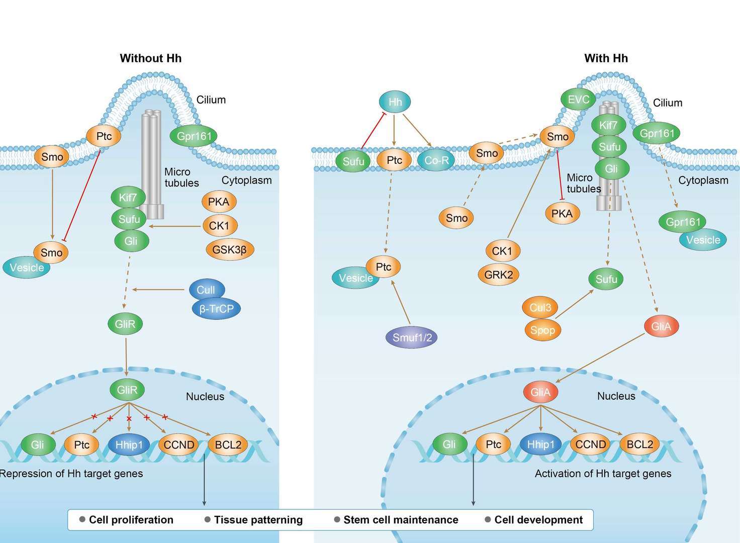 Hedgehog Signaling Pathway