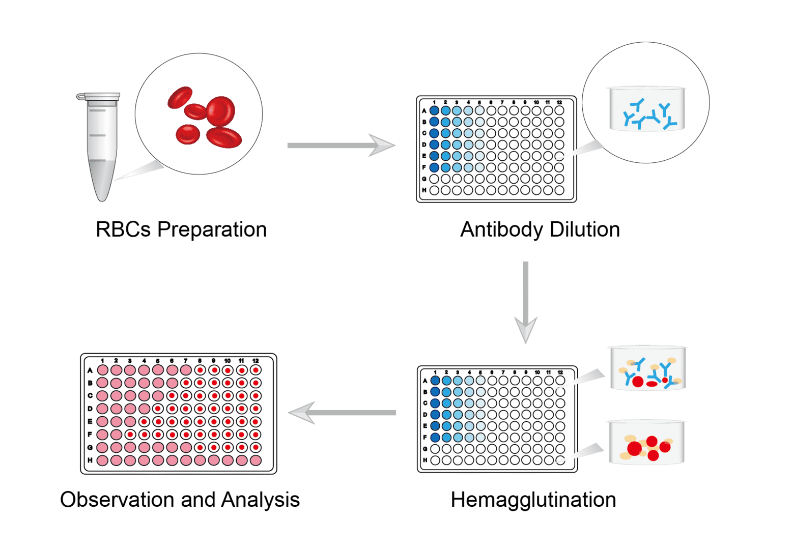 Hemagglutination