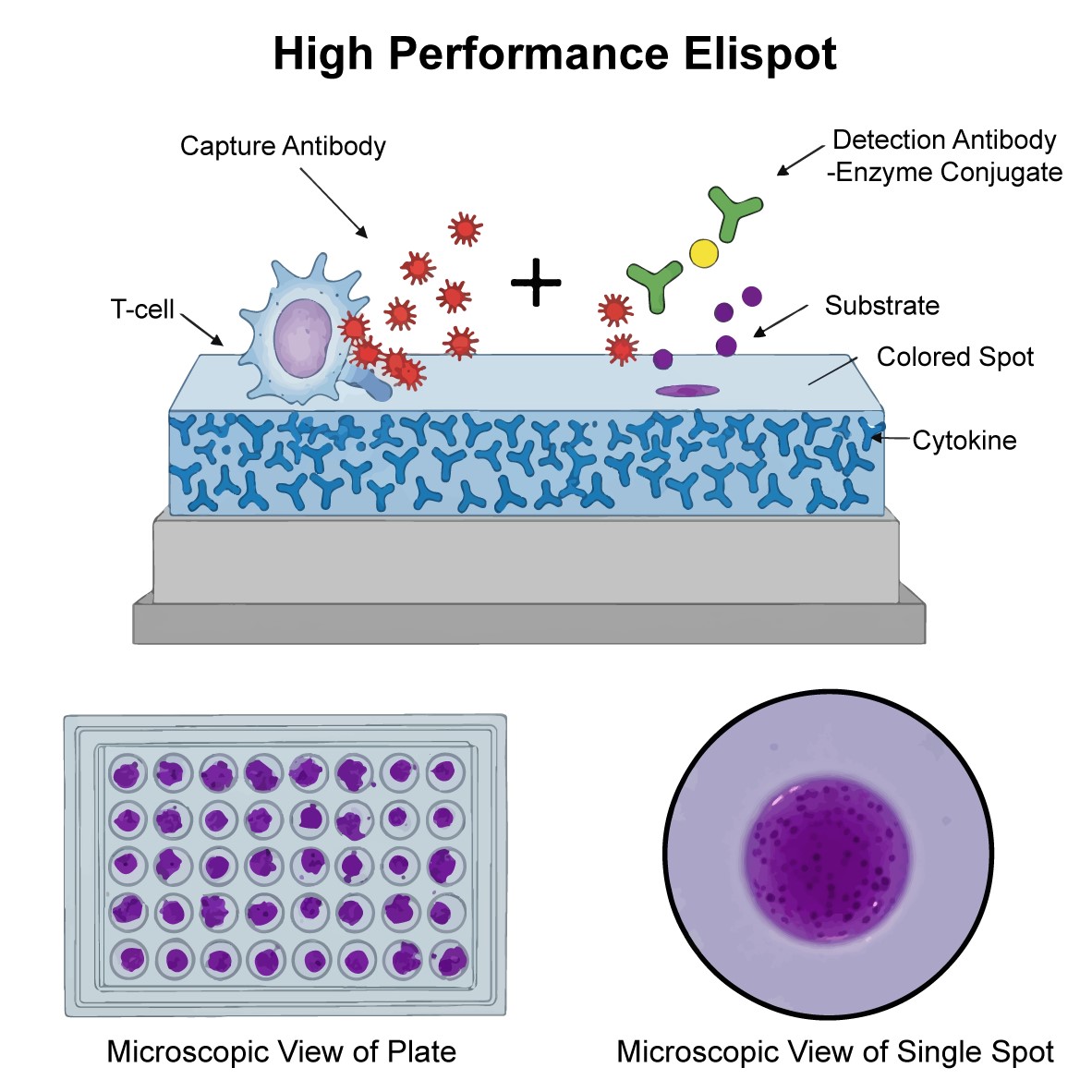 High-Performance Elispot Kits for Sensitive Immune Monitoring (Creative Biolabs Authorized)