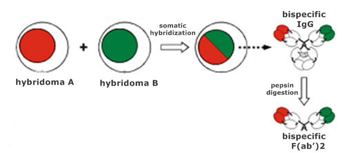  hybrid-hybridoma=