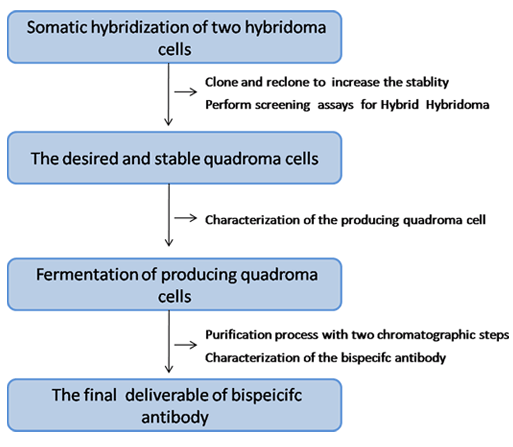 Hybrid-hybridoma Technology