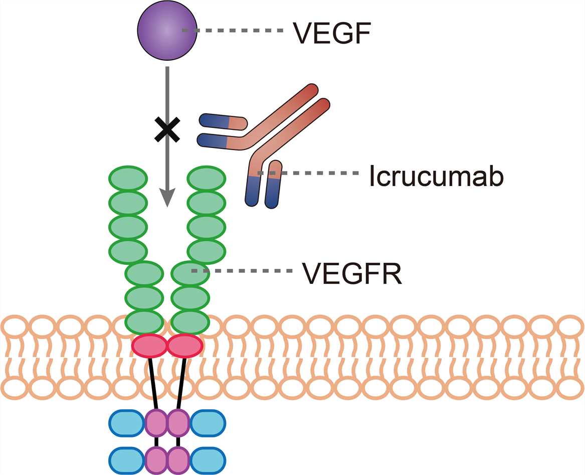 Mechanism of action of Icrucumab