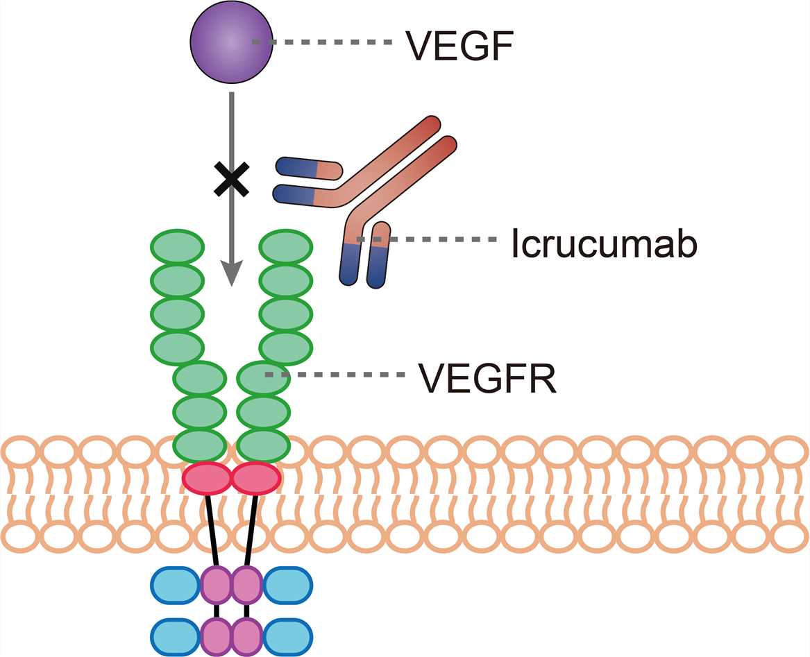 Mechanism of action of Icrucumab