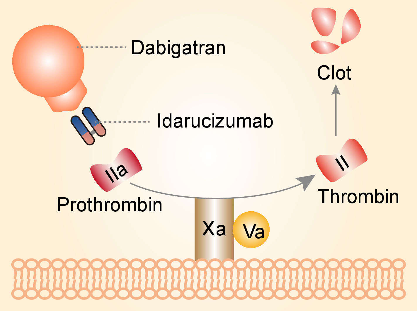 Mechanism of action of Idarucizumab