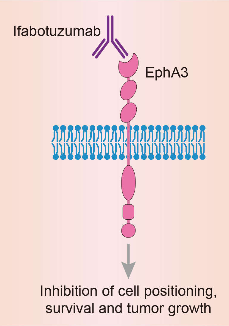 Mechanism of Action of Ifabotuzumab