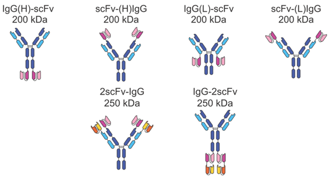 Alternative formats for IgG-scFv BsAbs