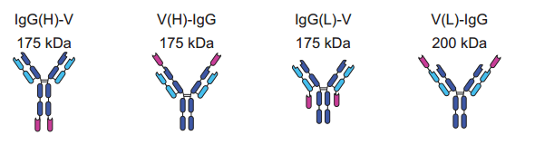 Alternative formats for IgG-v BsAbs