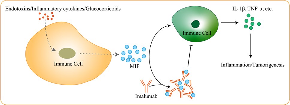 Mechanism of Action of Imalumab