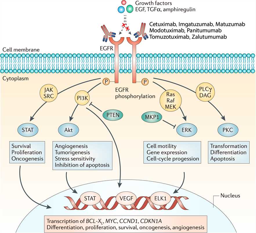 Mechanism of action of Imgatuzumab