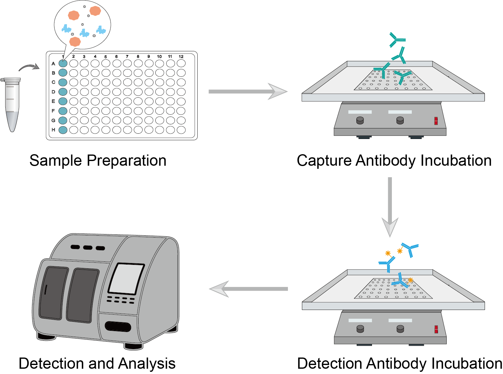 Immunoassay Procedure. (Creative Biolabs)