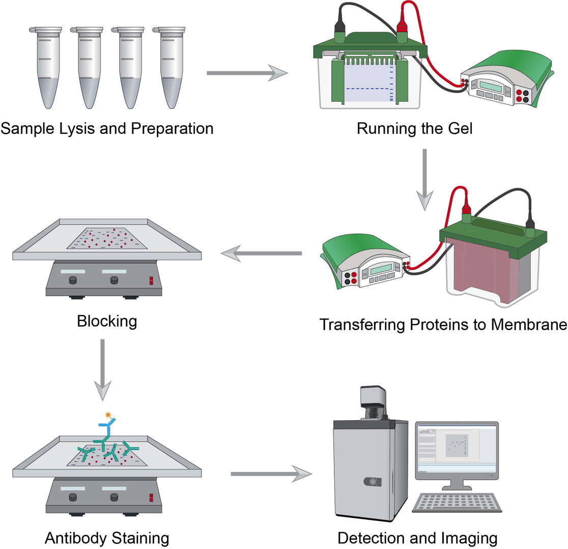 Workflow of Immunoblotting 