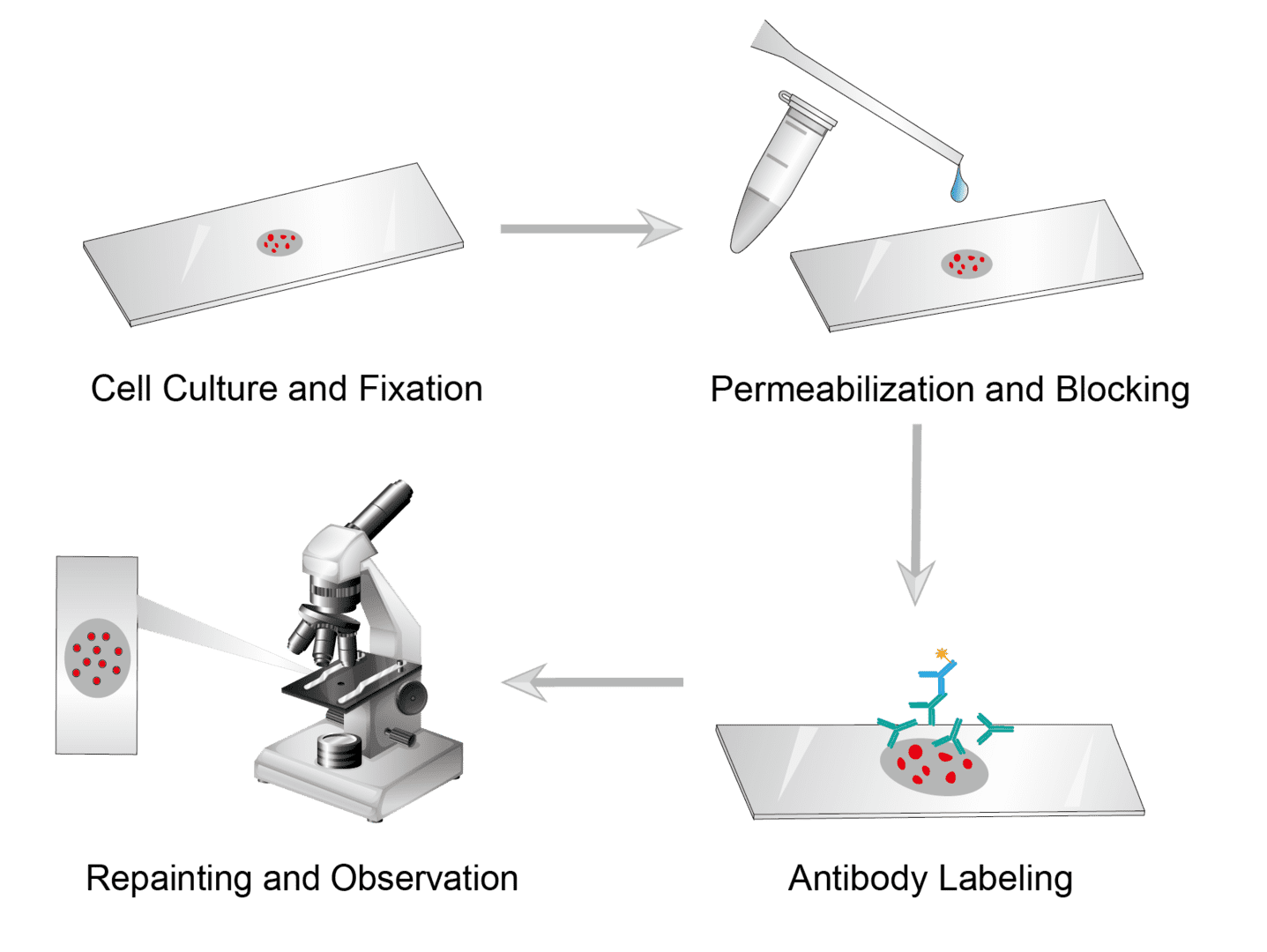 Immunocytochemistry