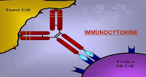 Immunocytokine
