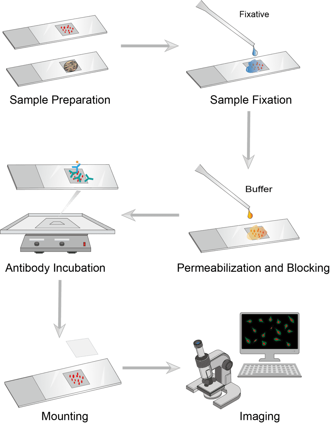 Immunodiffusion