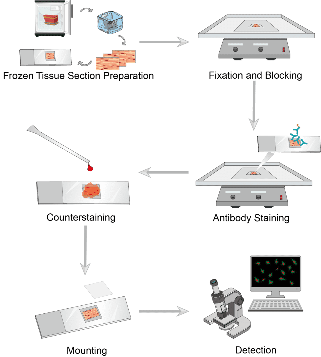 Immunohistochemistry-Frozen