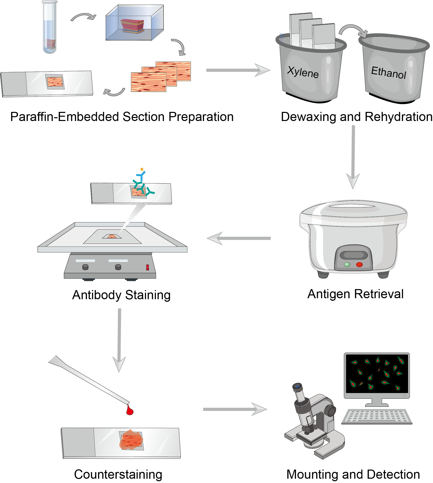 Immunohistochemistry-Paraffin