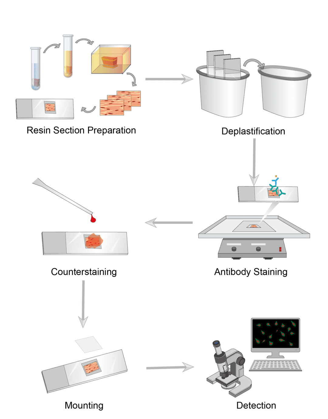 Immunohistology-Resin Sections