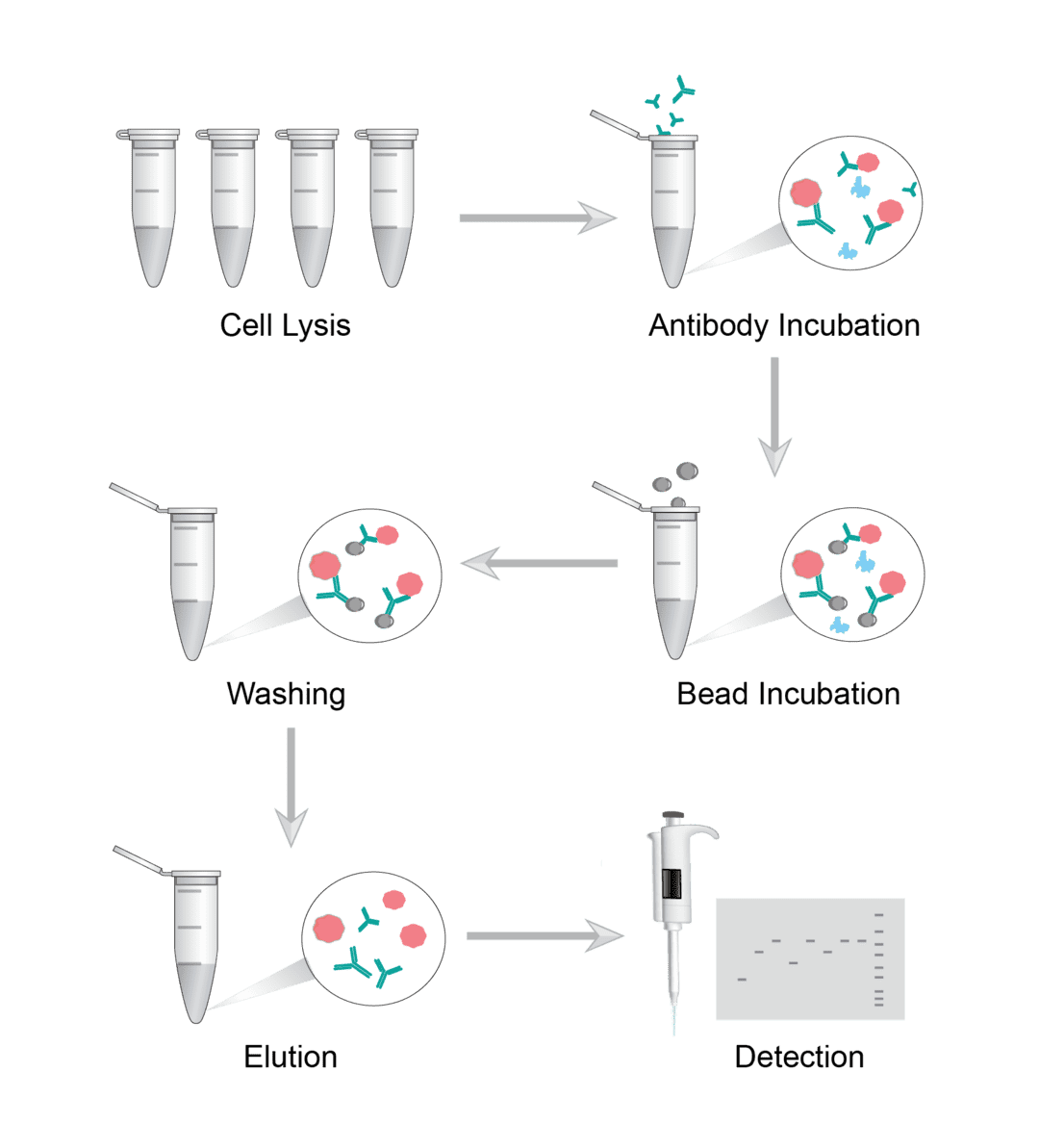 Immunoprecipitation