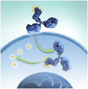 Immunotoxins