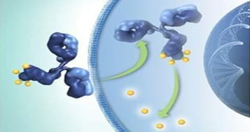 Immunotoxin Products